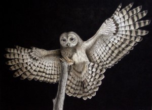 Barred Owl